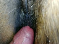 Rubbing horse pussy 